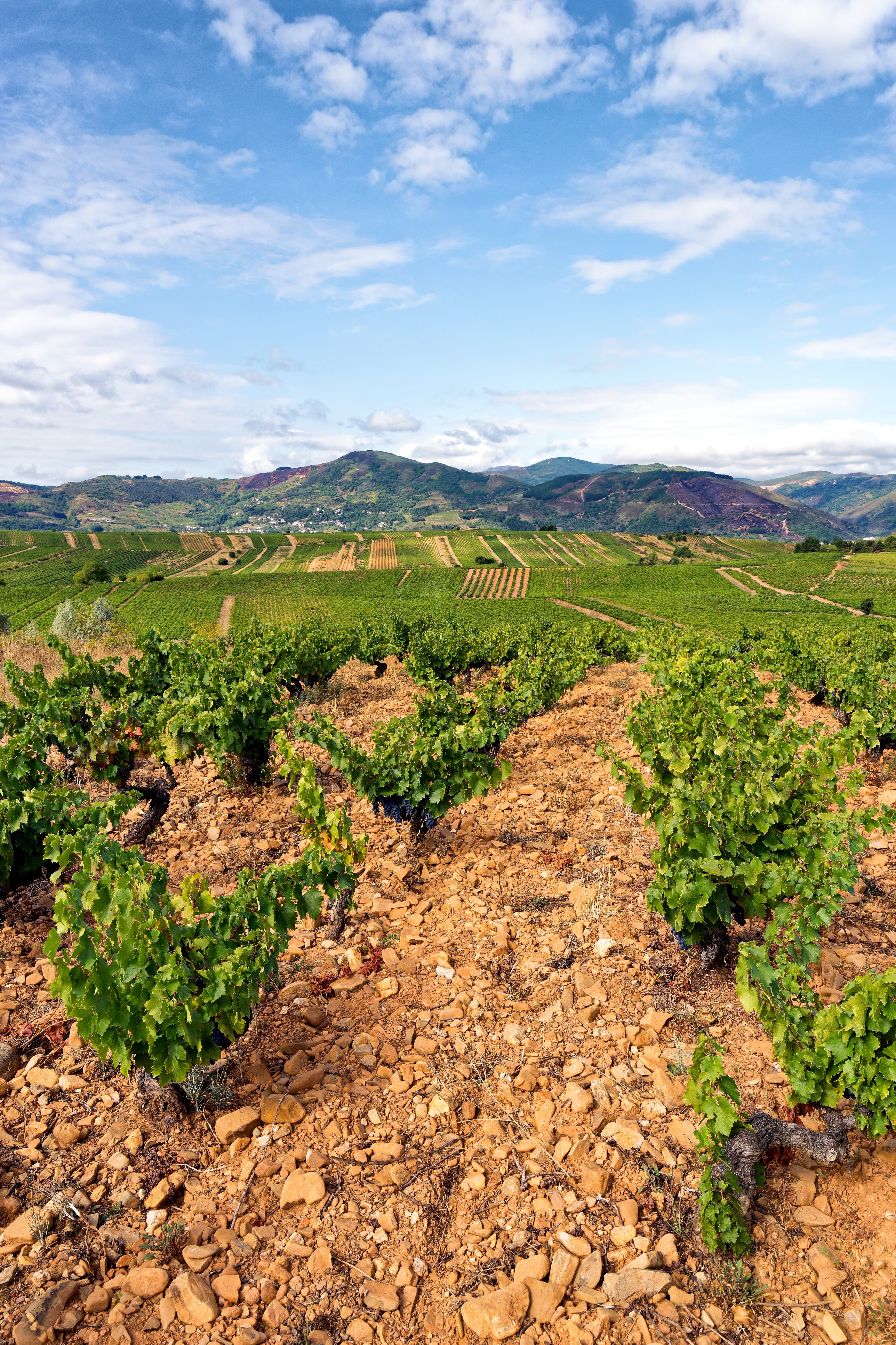 Bierzo Wine Tasting